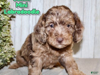 Mixed Breed dogs Jamin - Ad 16