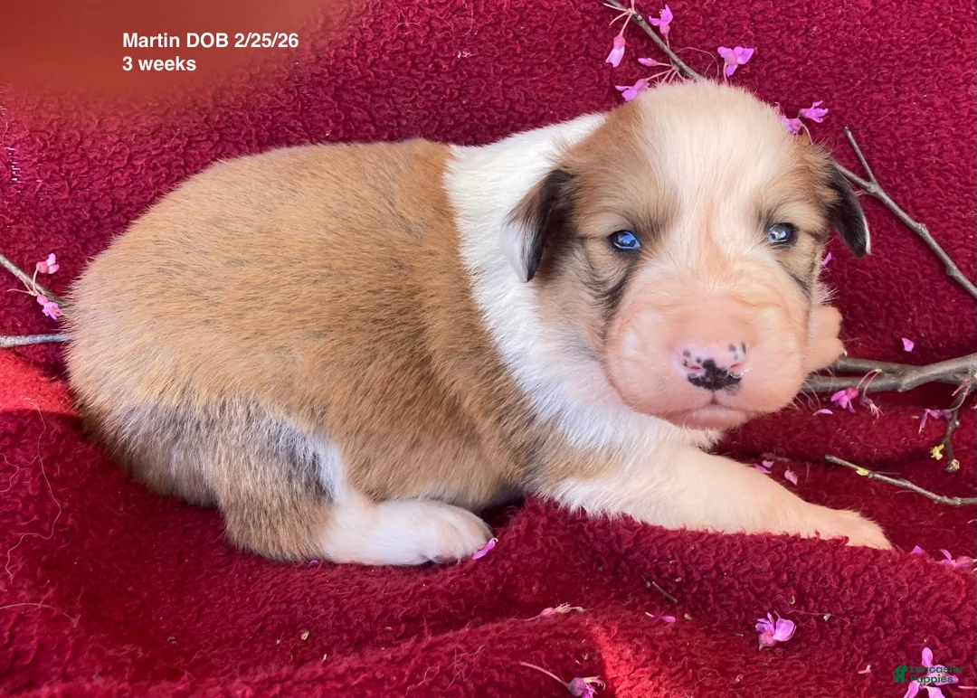 Collie dogs for sale: Martine - Ad 2