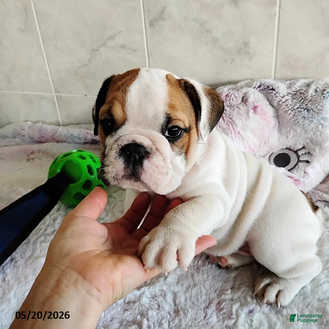 English Bulldog dogs for sale: Rugur - Ad 1