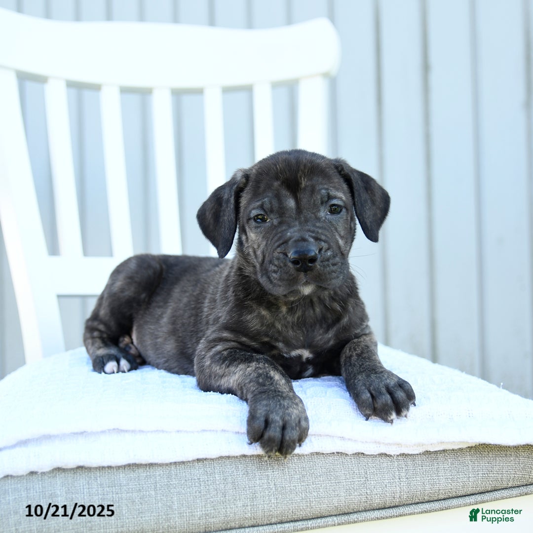 Mixed Breed dogs for sale: Avalon - Ad 3