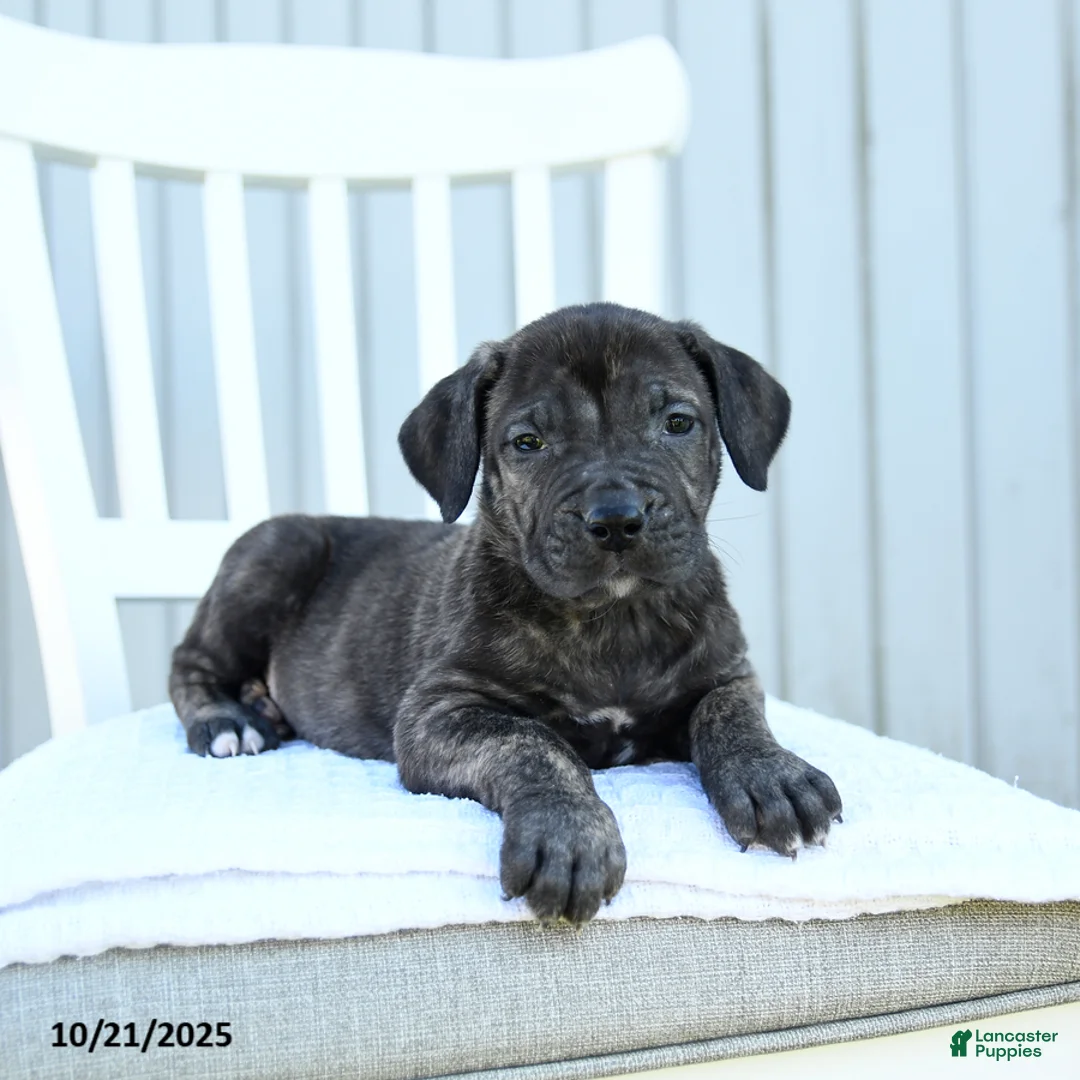 Mixed Breed dogs for sale: Avalon - Ad 3