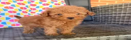 Toy Poodle dogs for sale: Bucky  - Ad 4