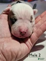 American Bulldog Puppy 8