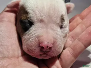 American Bulldog dogs American Bulldog Puppy 8 - Ad 15