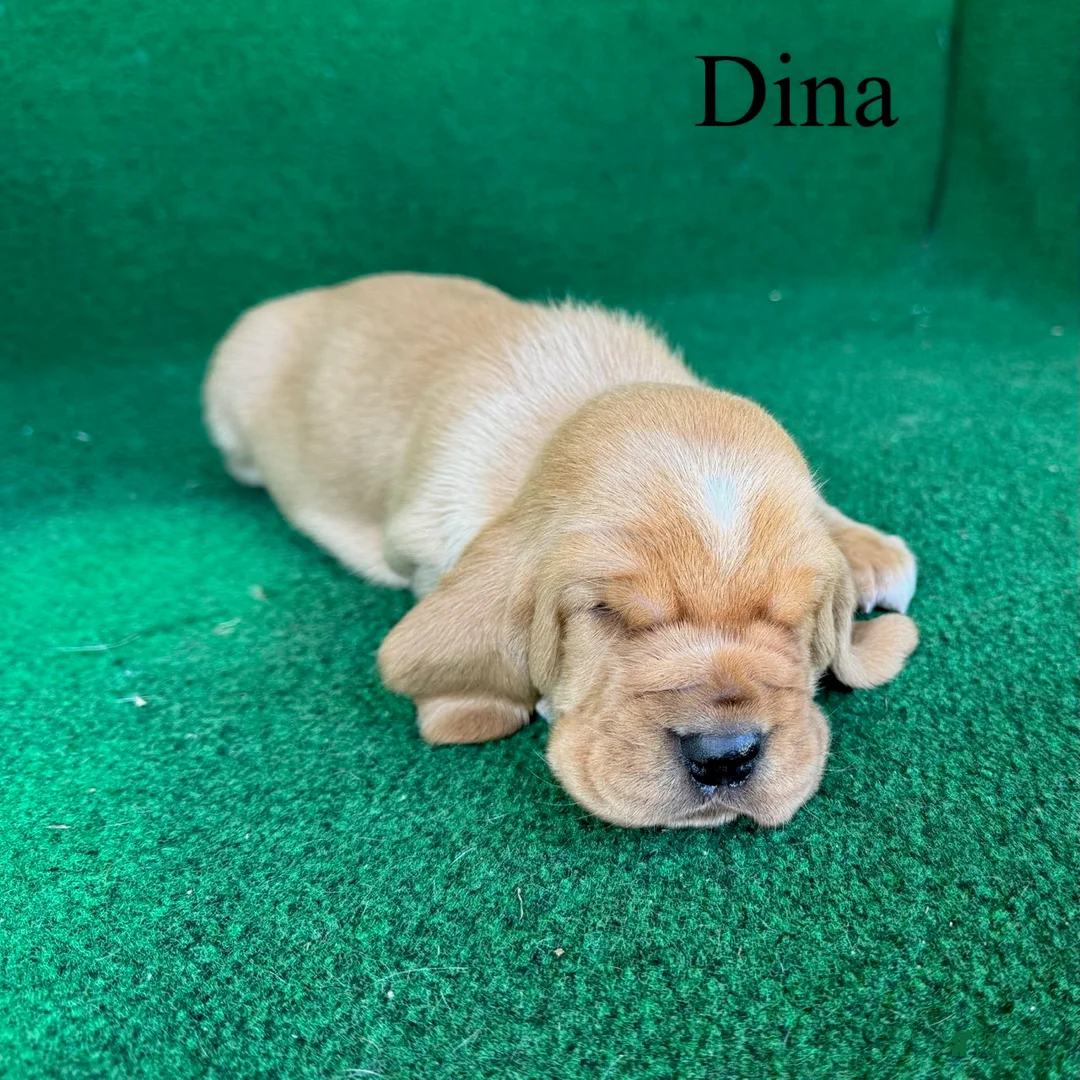 Basset Hound dogs for sale: Dina - Ad 1