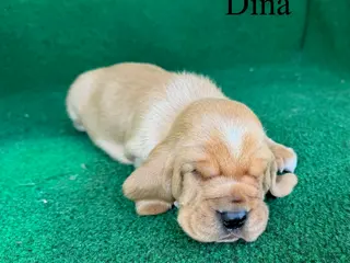 Basset Hound dogs for sale: Dina - Ad 2