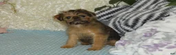 Brussels Griffon dogs for sale: Bonnie - AKC - Ad 5