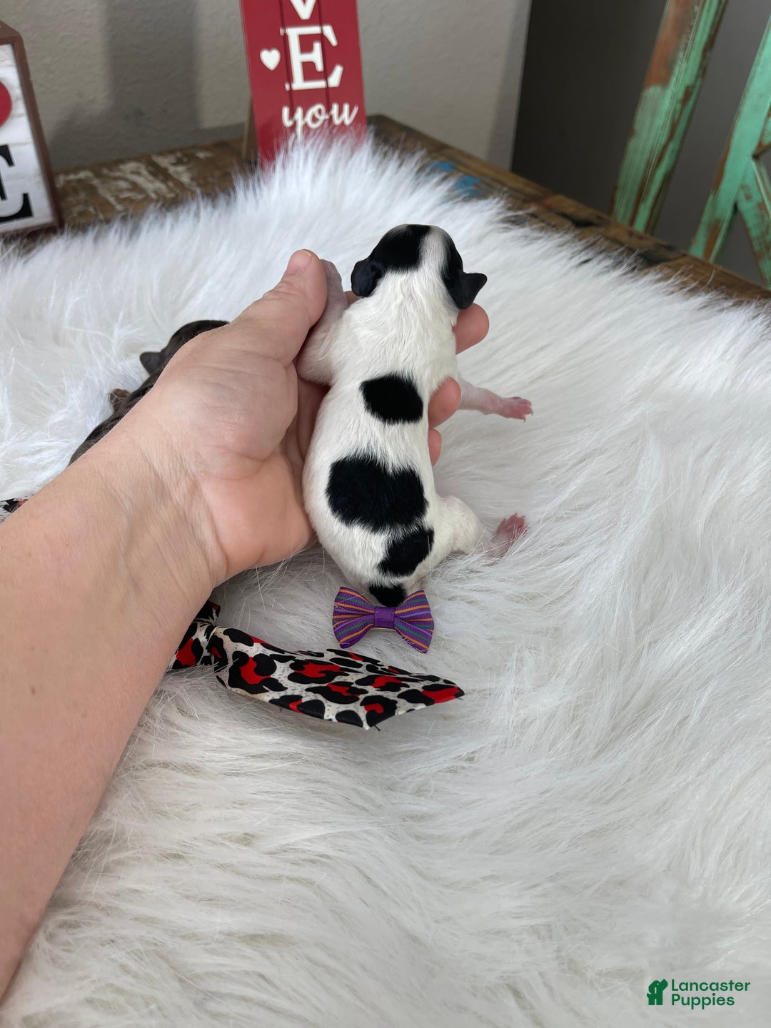 Miniature Poodle dogs for sale: Akc Clear Purple Bow - Ad 19