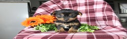 Yorkshire Terrier dogs for sale: Ava - Ad 7