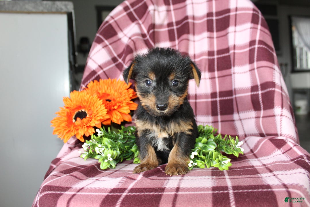 Yorkshire Terrier dogs for sale: Ava - Ad 7