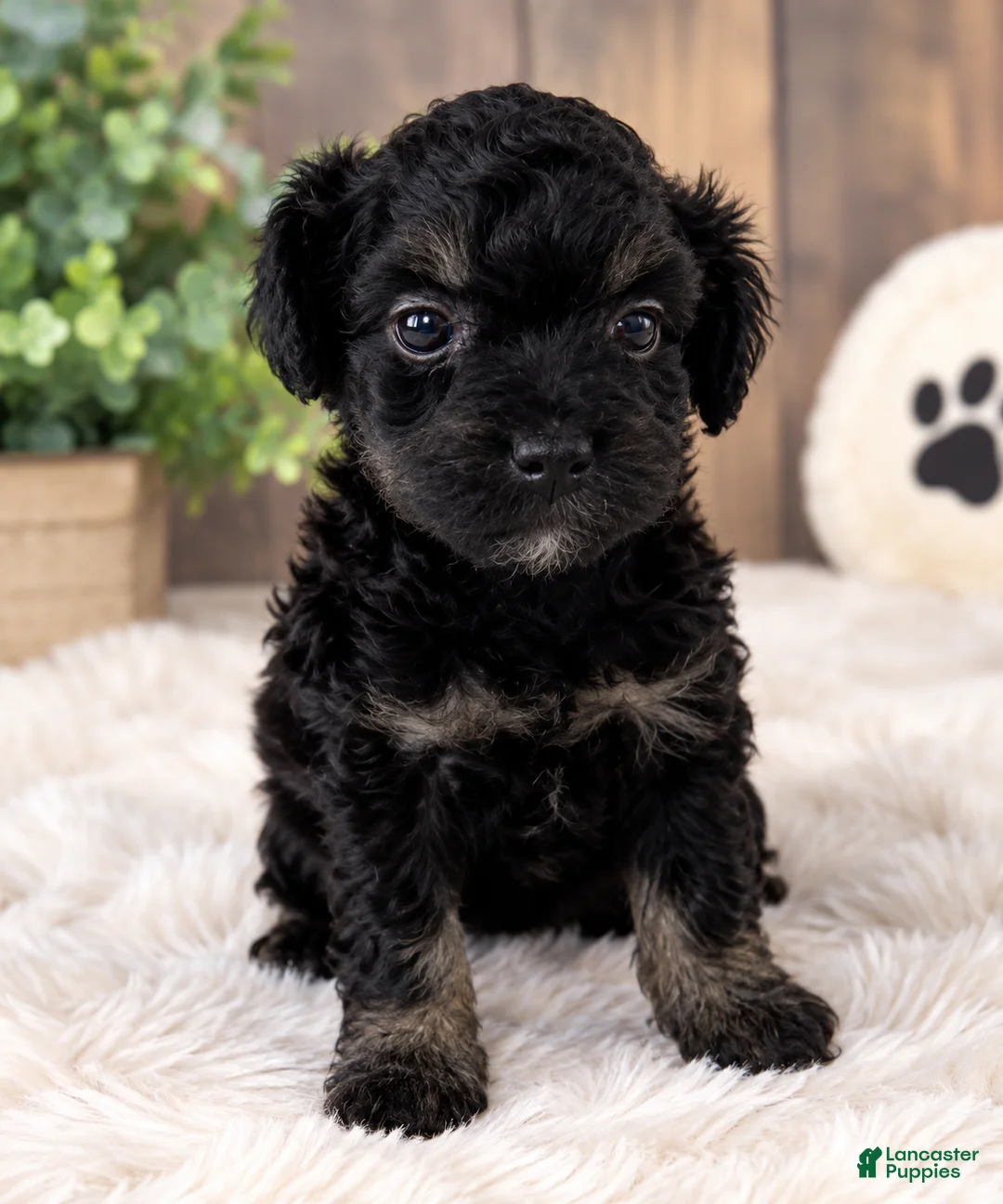 Toy Poodle dogs for sale: Little Bear  - Ad 1