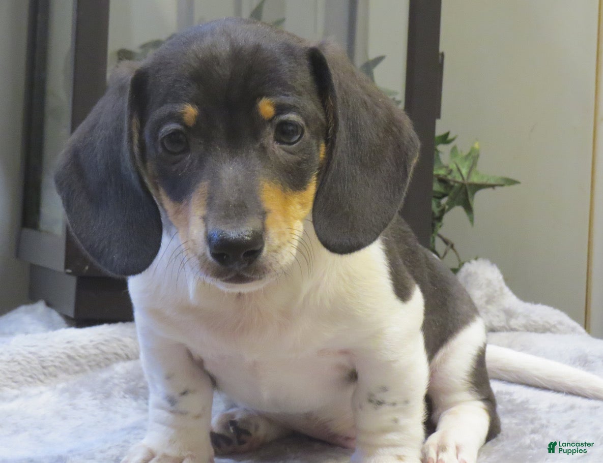 Miniature Dachshund dogs Jasper - Ad 1