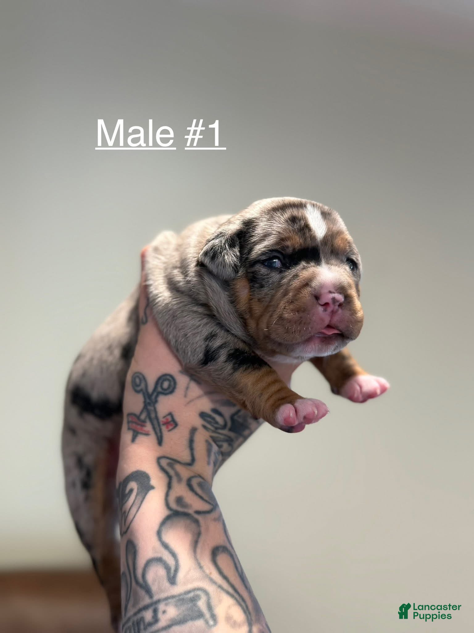 Blue fawn American Bully Puppies for sale Lancaster Puppies