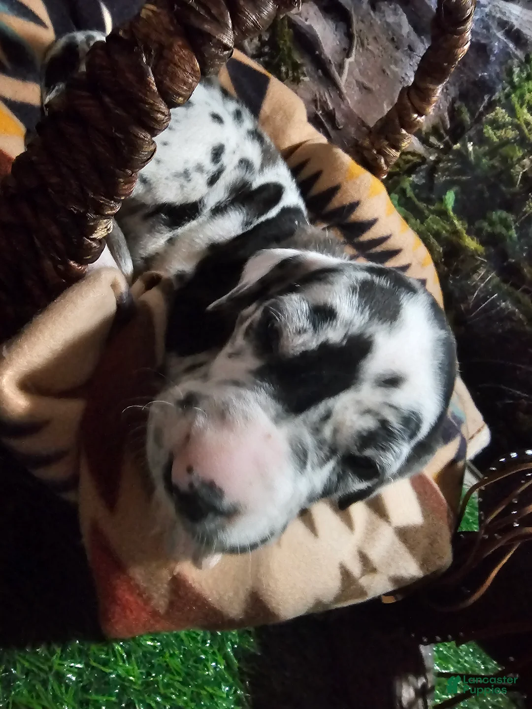 Great Dane dogs for sale: Harlequin Male - Ad 2