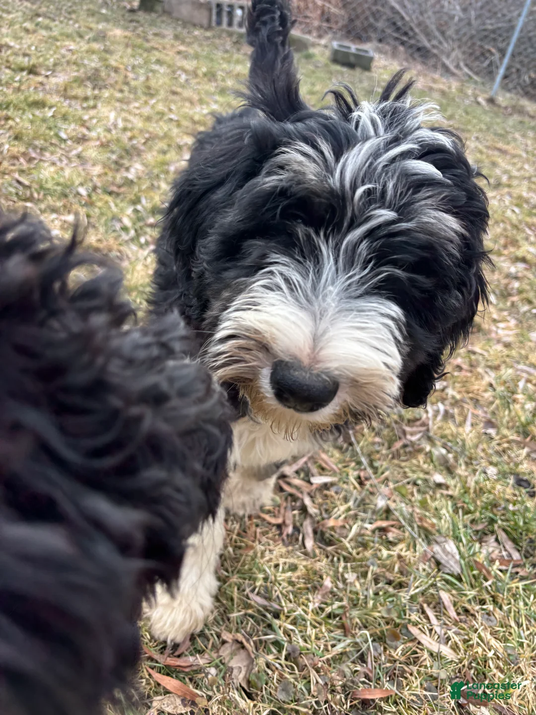 Mixed Breed dogs for sale: Garbanzo - Ad 2