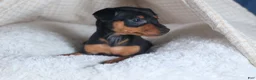 Miniature Pinscher dogs for sale: ANNIE - Ad 19