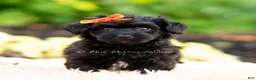 Yorkiepoo dogs for sale: Gus gus - Ad 4