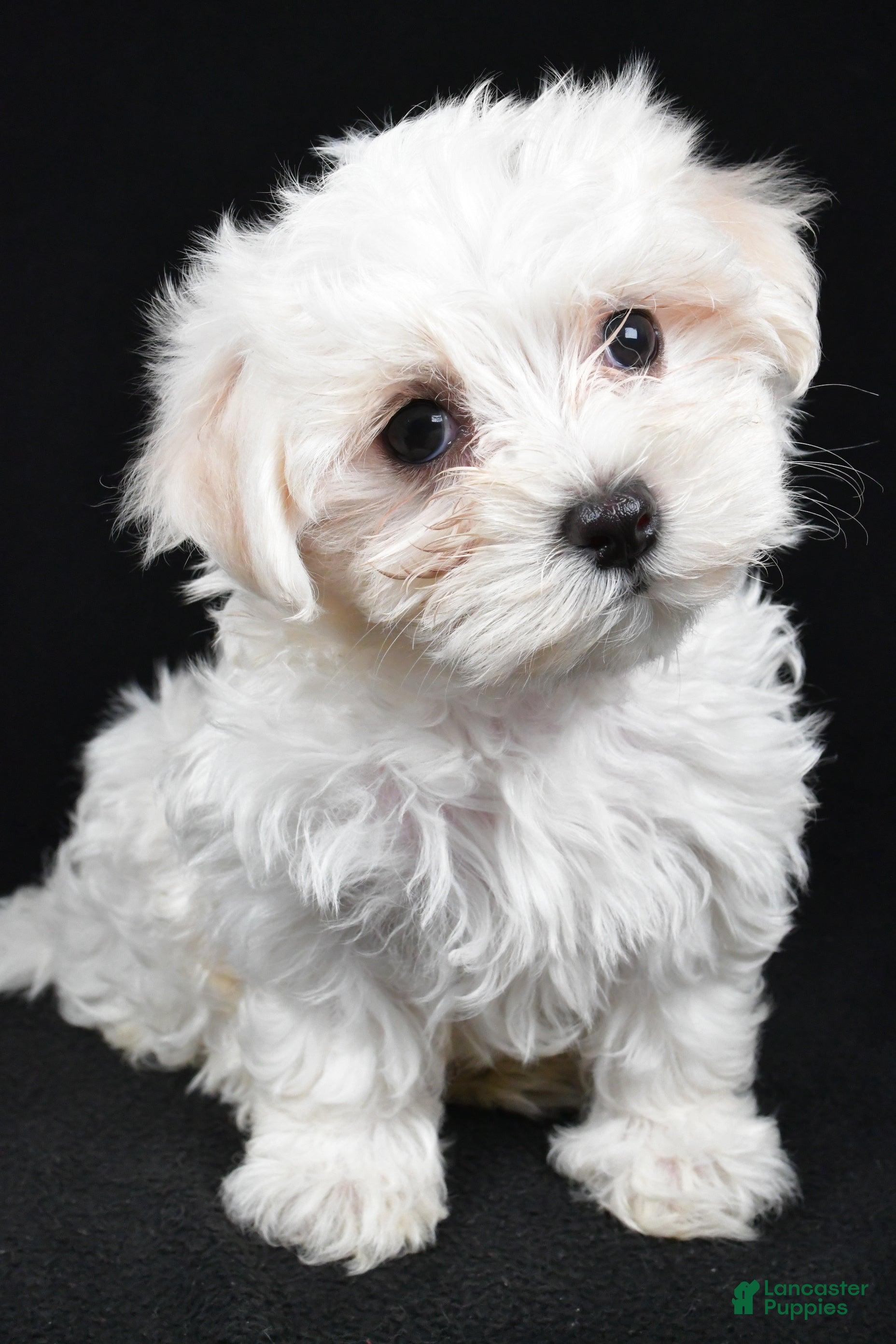 Maltese dogs Chloe - Ad 2