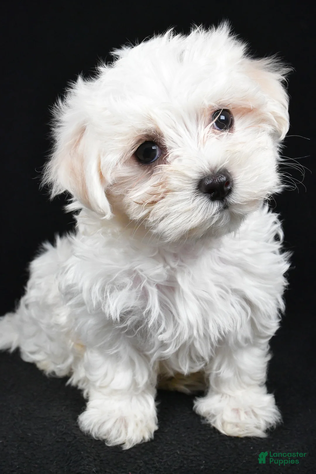 Maltese dogs for sale: Chloe - Ad 2