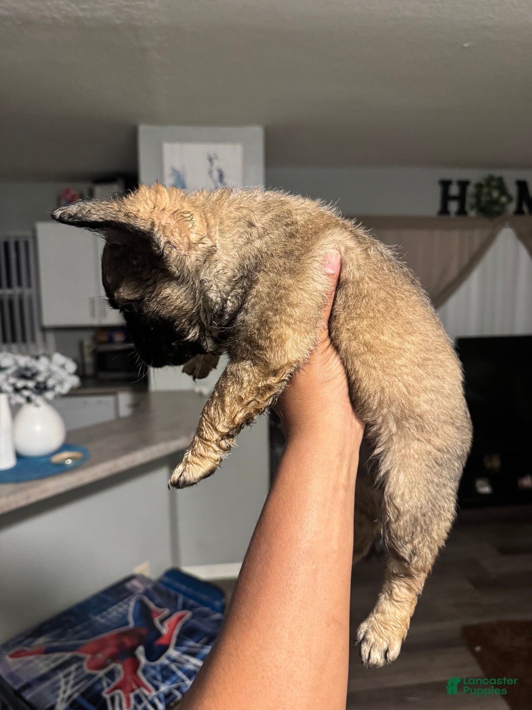 French Bulldog dogs for sale: French Bulldog Puppy 1 - Ad 2