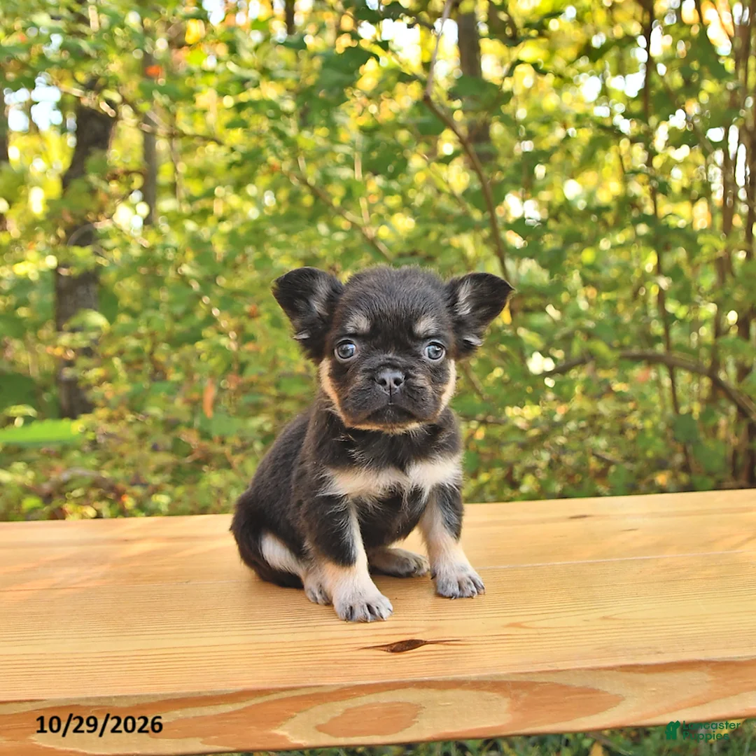 French Bulldog dogs for sale: Ava  - Ad 2