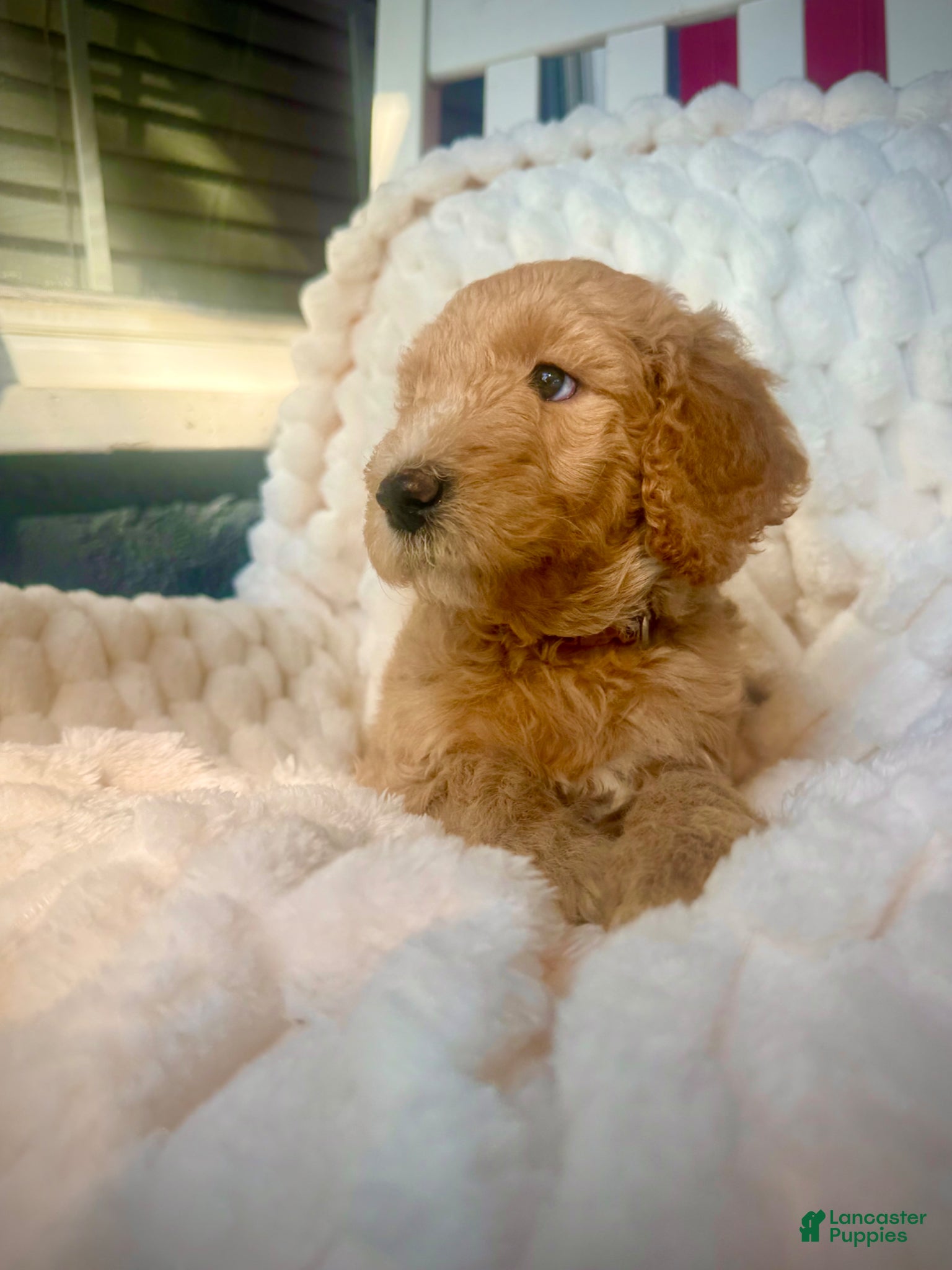 Standard Poodle dogs Standard Poodle Puppy 6 - Ad 1