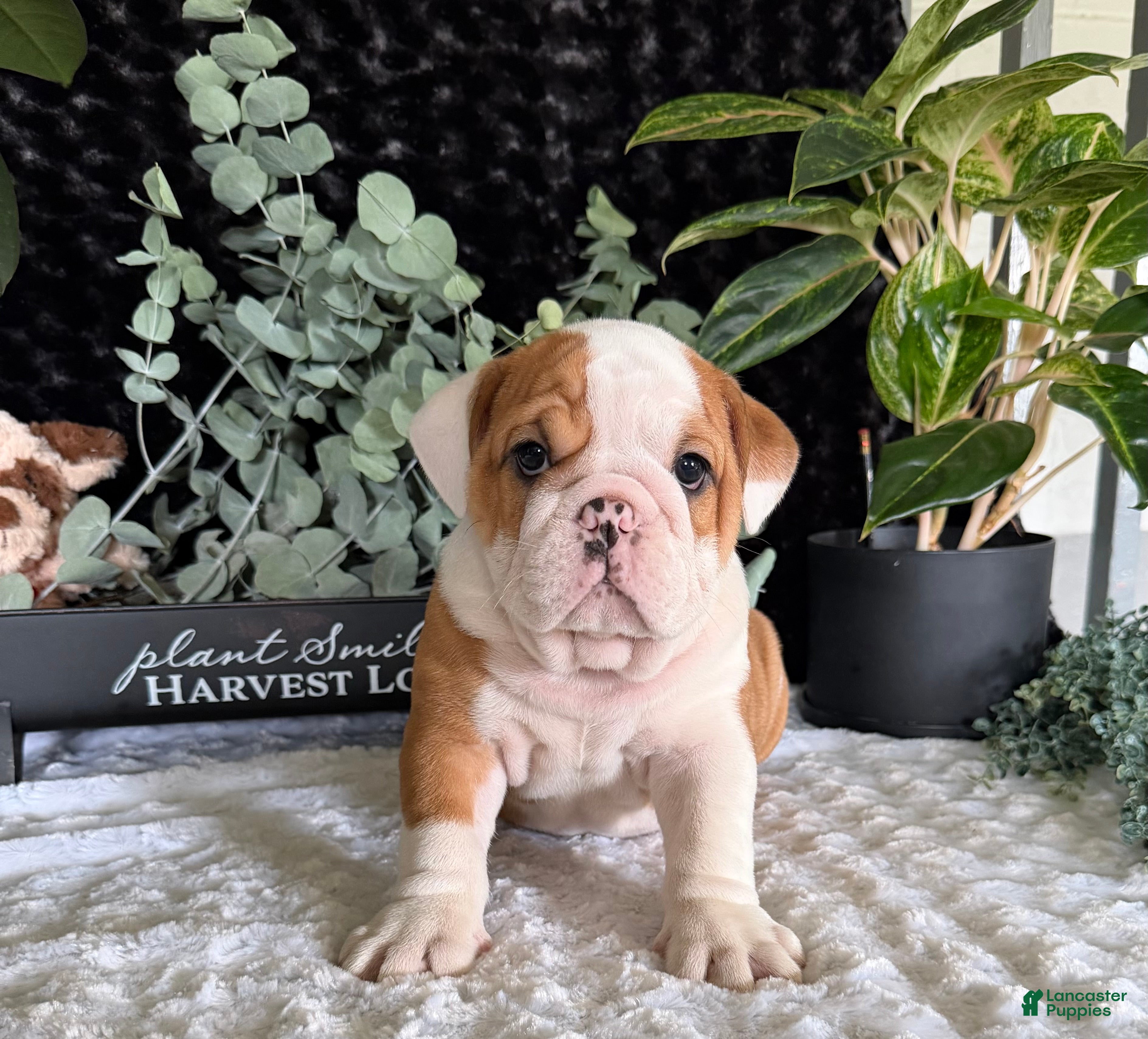 English Bulldog dogs Pork Chop - Ad 24