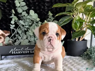 English Bulldog dogs Pork Chop - Ad 24