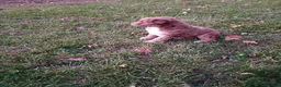 Mini Aussiedoodle dogs for sale: Mocha  - Ad 3
