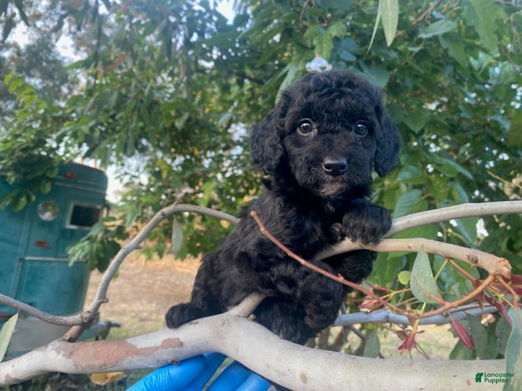 Cockapoo dogs Zafee female - Ad 2