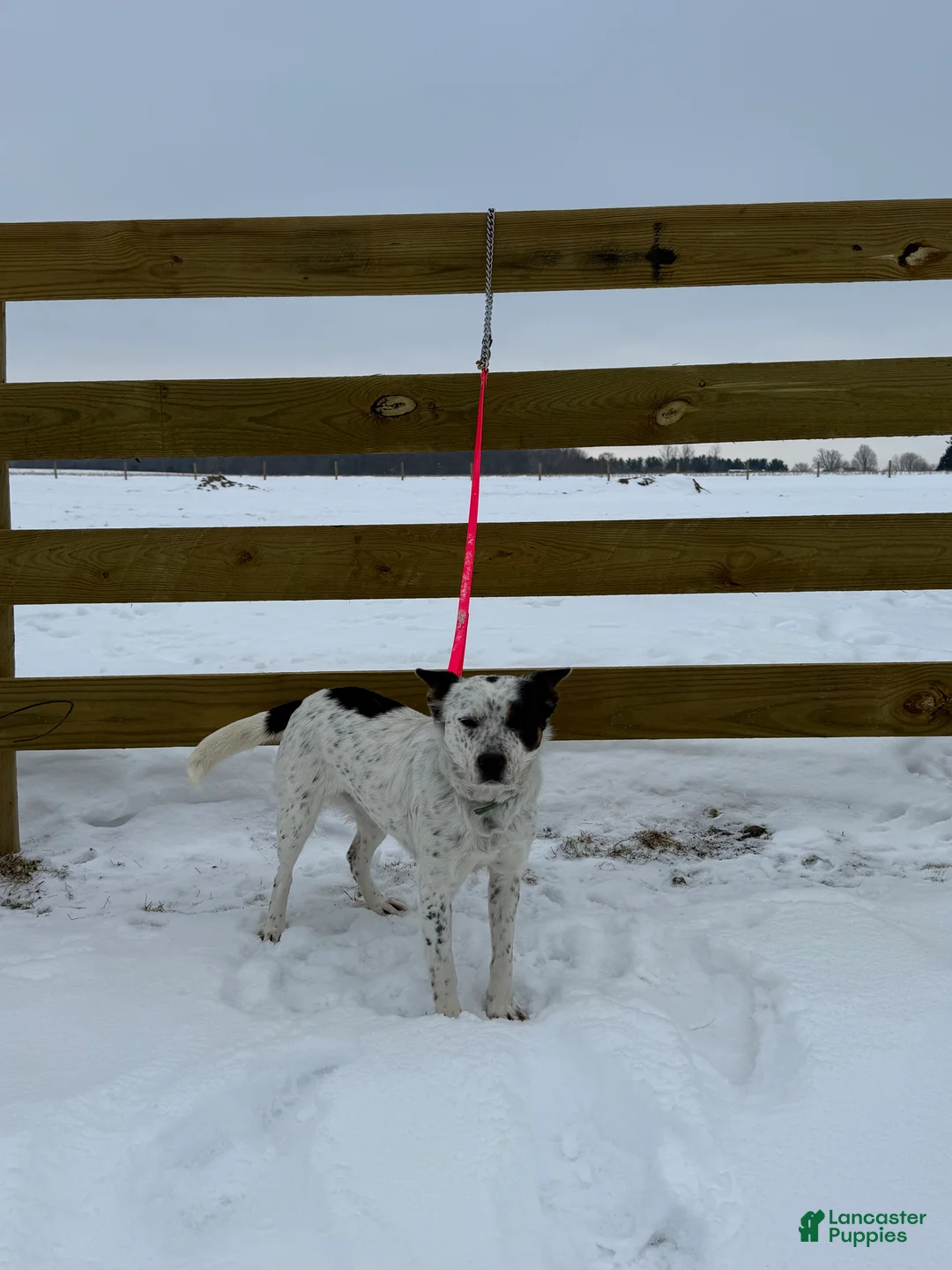 Australian Cattle Dog dogs for sale: Spotty - Ad 6