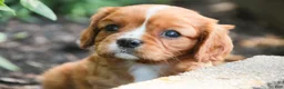 Cavalier King Charles Spaniel dogs for sale: Grace Cavalier King Charles Spaniel  - Ad 7