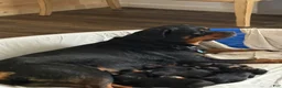 Rottweiler dogs for sale: Rottweiler Puppy 1 - Ad 3