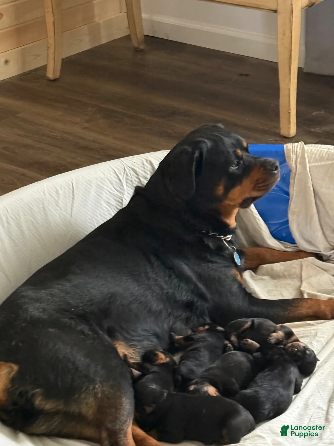 Rottweiler dogs for sale: Rottweiler Puppy 2 - Ad 2