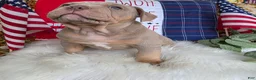 American Bully dogs for sale: Diesel - Ad 7