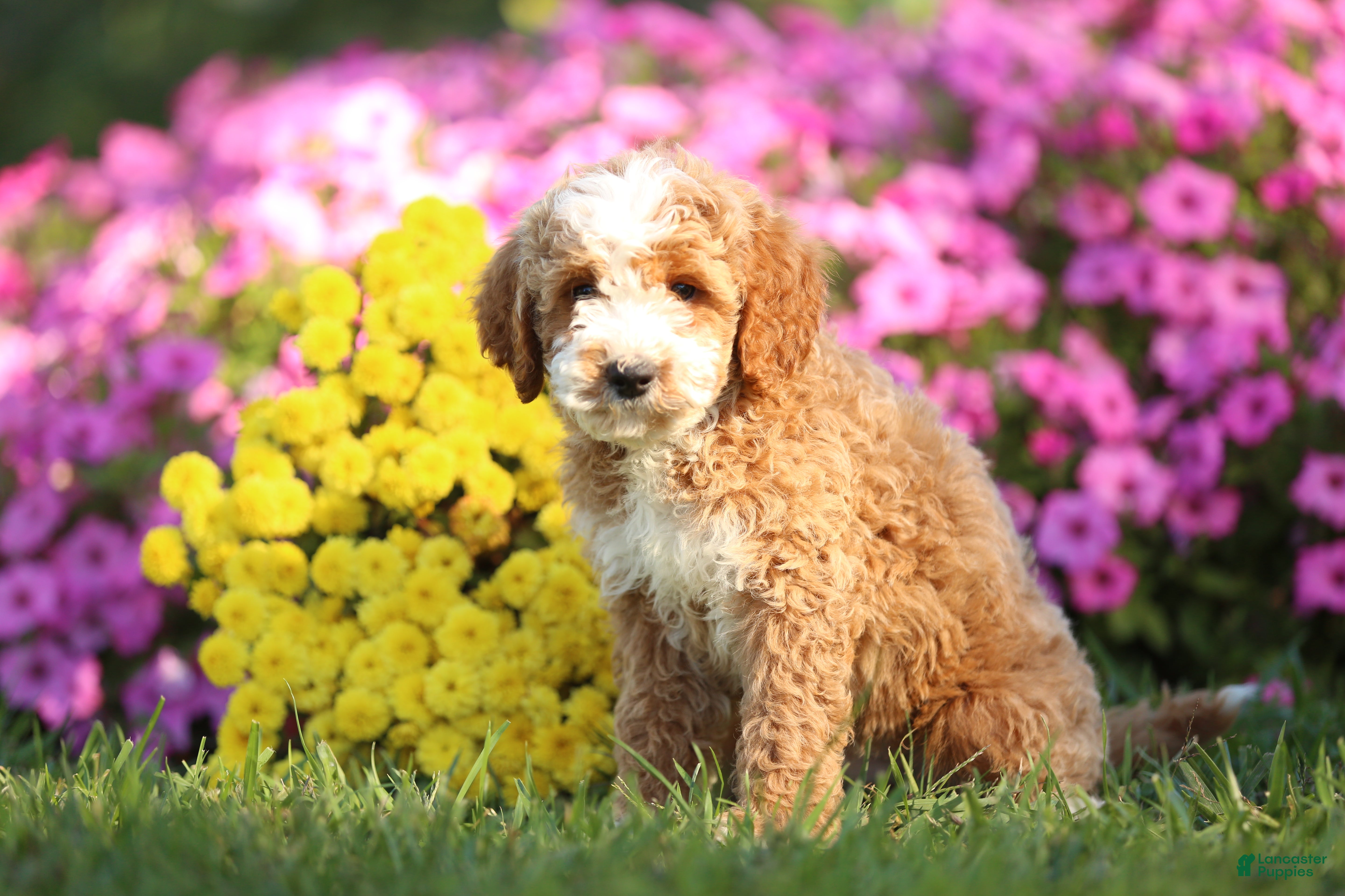 Mini Goldendoodle dogs for sale: Alex - Ad 17