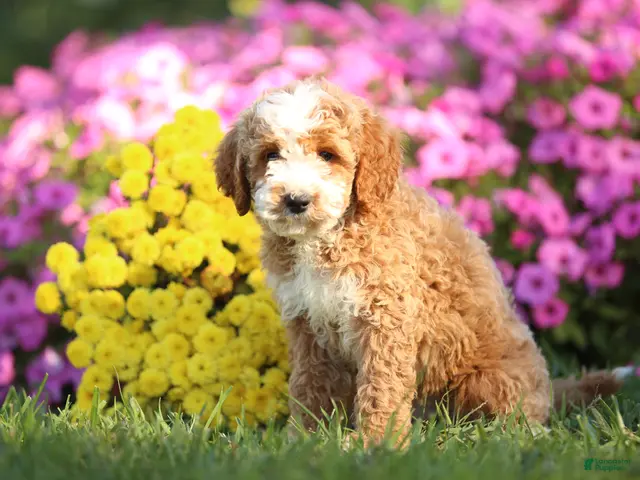 Mini Goldendoodle dogs for sale: Alex - Ad 17