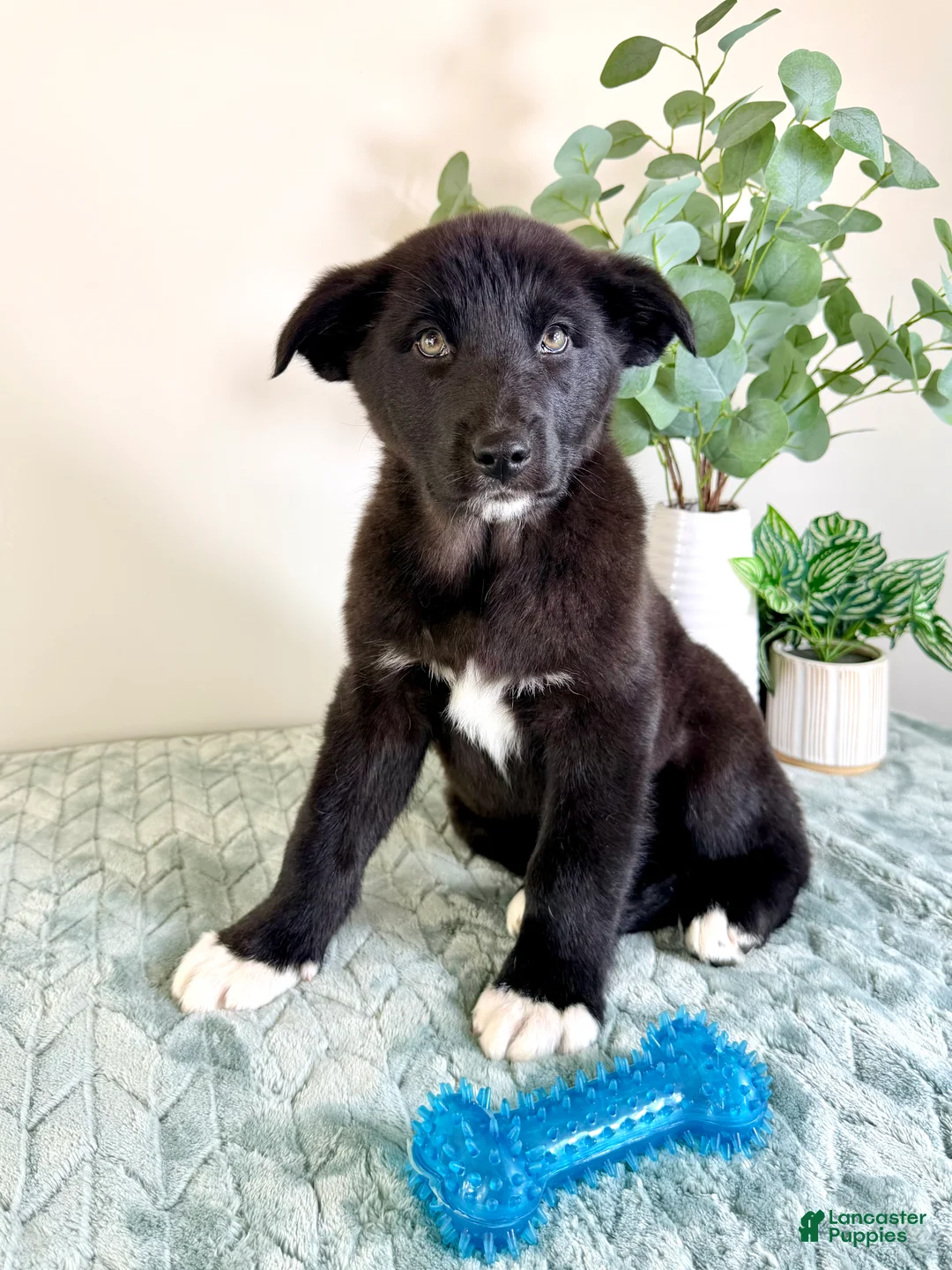 Gerberian Shepsky dogs for sale: Bear - Ad 4