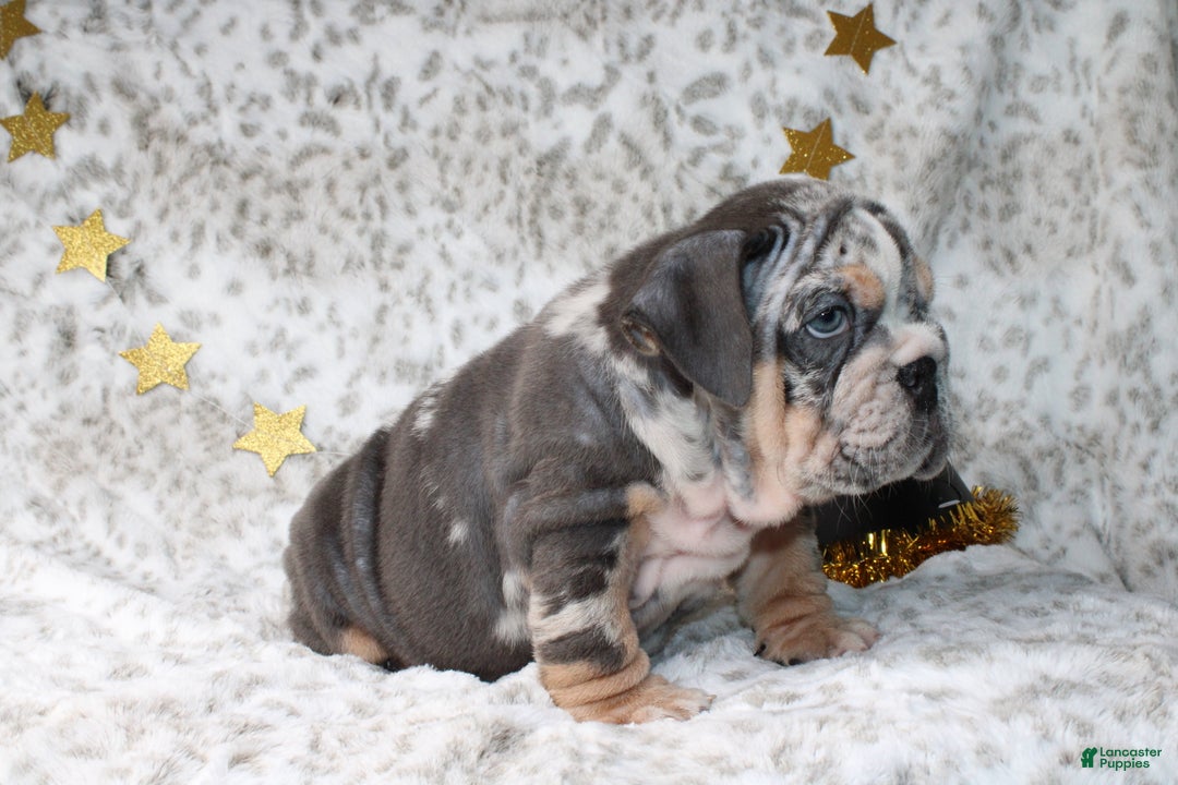 English Bulldog dogs for sale: Trixie - Ad 4