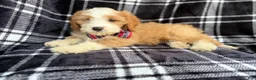 Cavapoo dogs for sale: Cobra - Ad 3