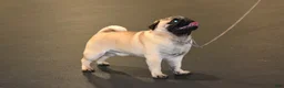 Pug dogs for sale: Pug Puppy 2 - Ad 3