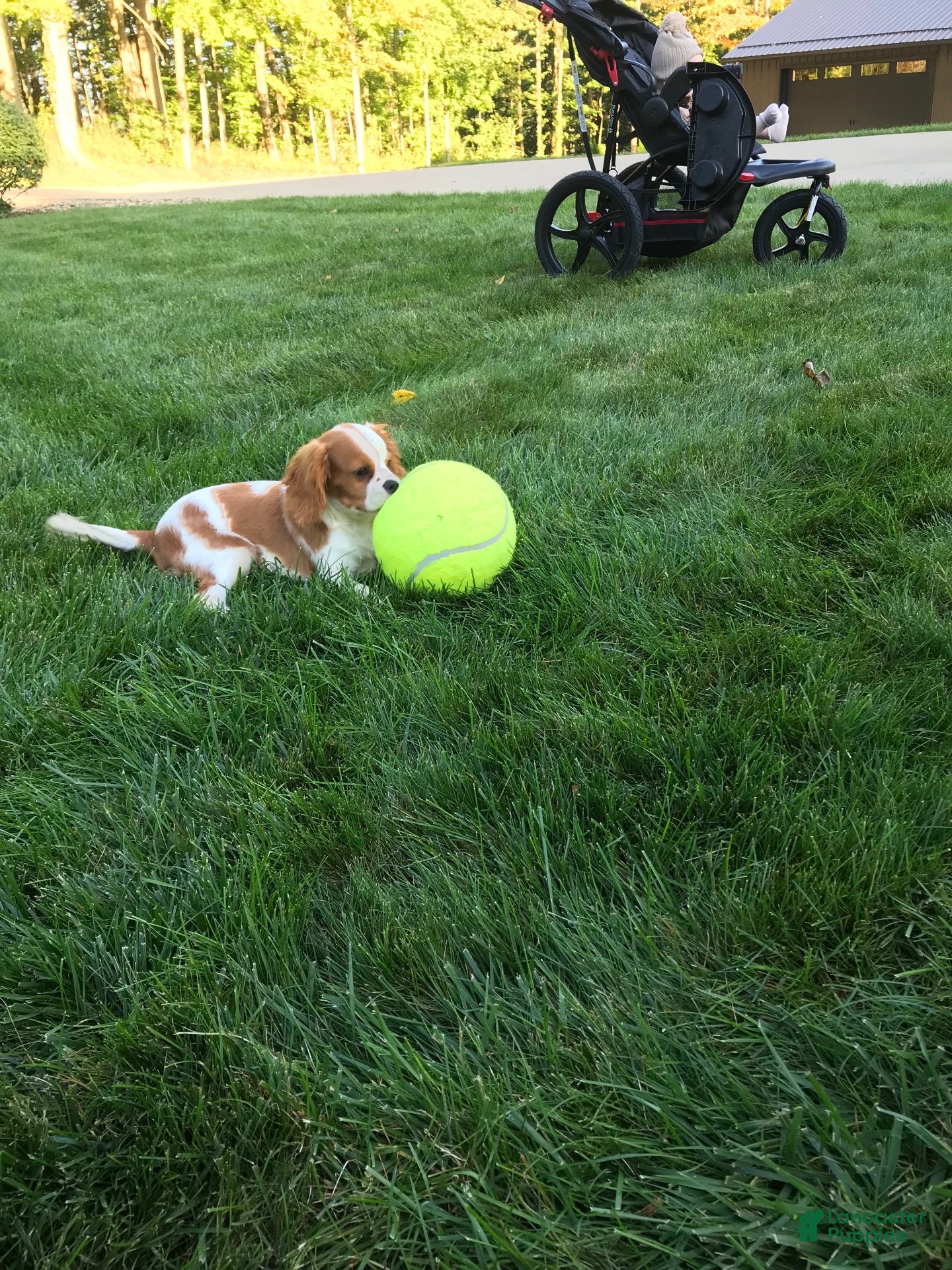 Cavalier King Charles Spaniel dogs Cavalier King Charles Spaniel 1 - Ad 1