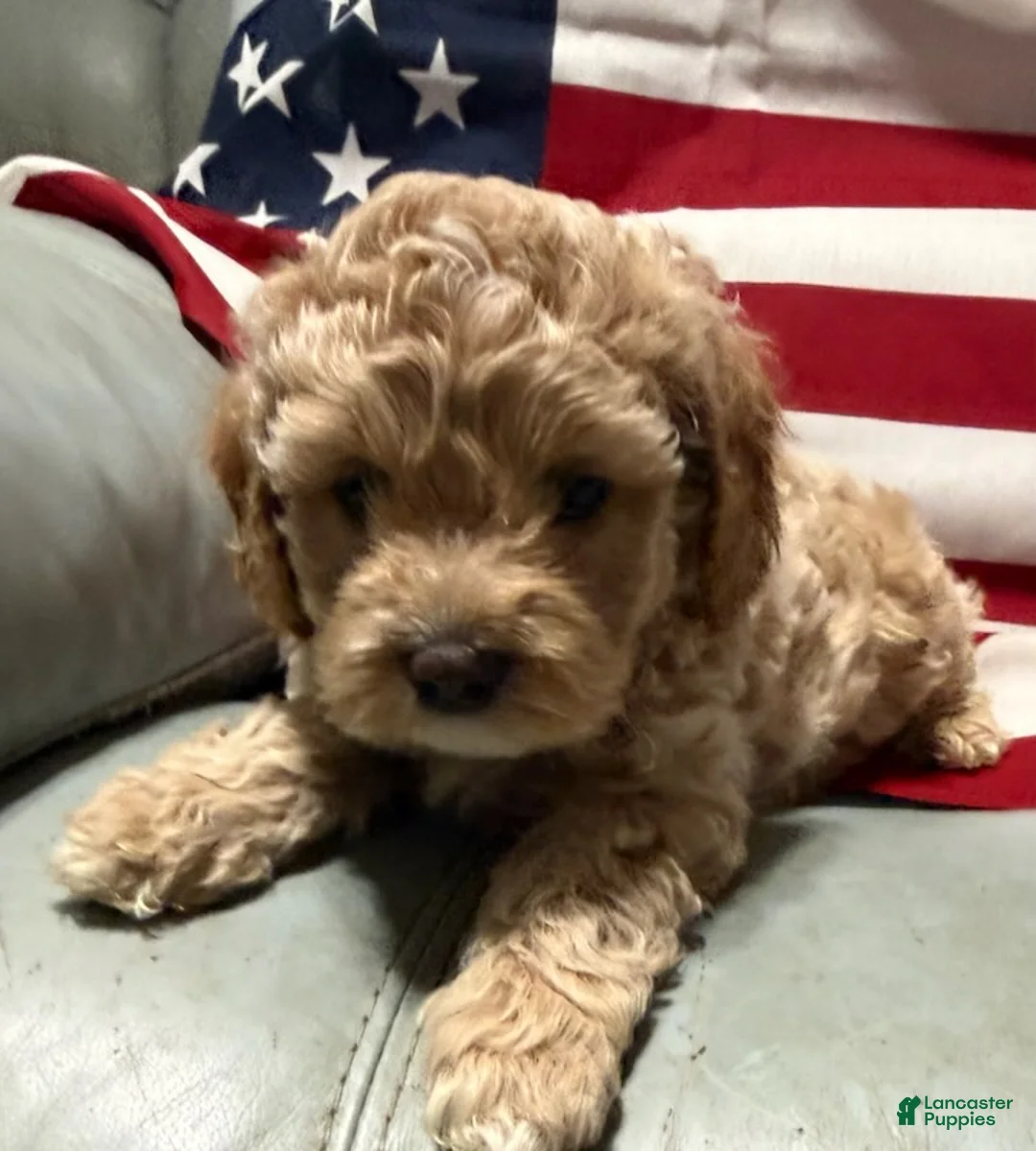 Cockapoo dogs for sale: Cassie - Ad 2