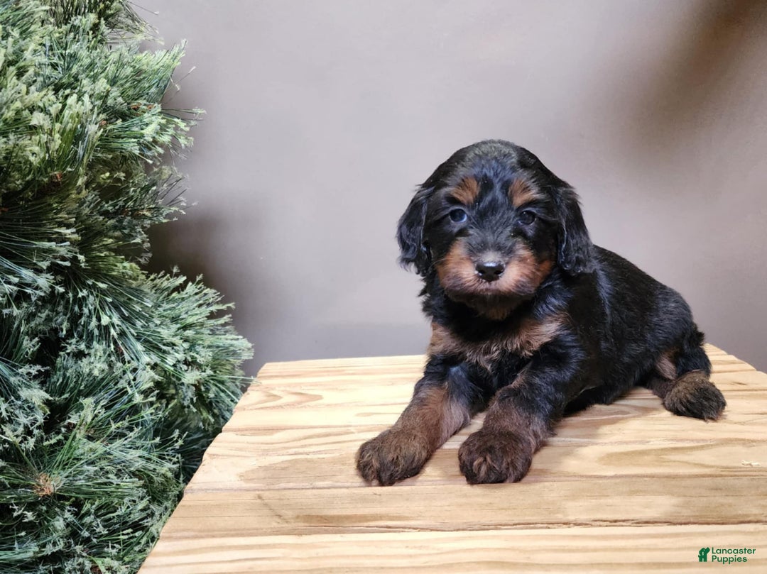 Mini Bernedoodle dogs for sale: Donner - Ad 5