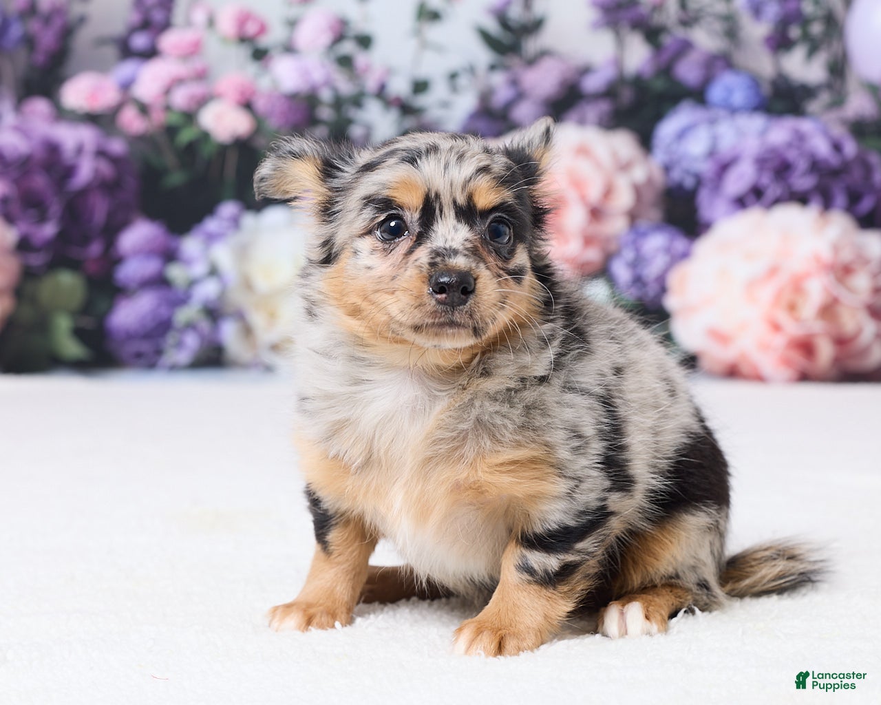 Chihuahua dogs Bella - Ad 1