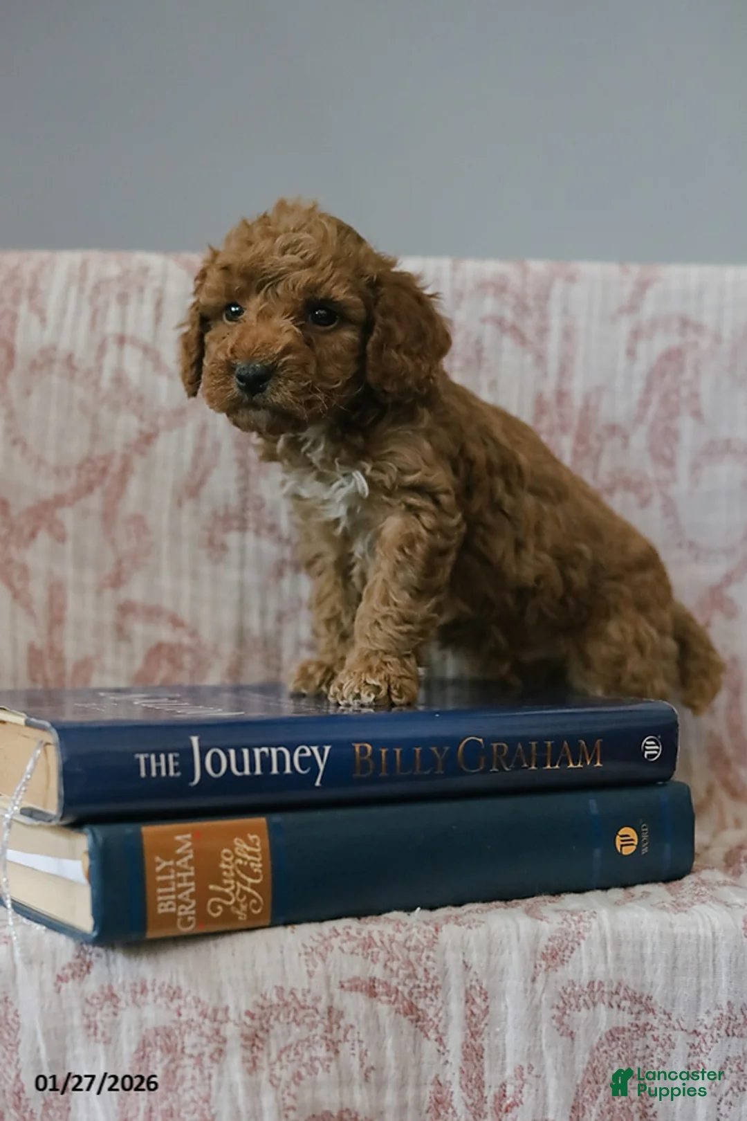 Cockapoo dogs for sale: Joey - Ad 5