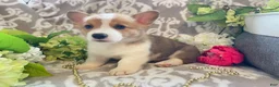 Welsh Corgi Pembroke dogs for sale: Mikey - Ad 2