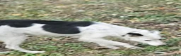 Border Collie dogs for sale: Suzy - Ad 22