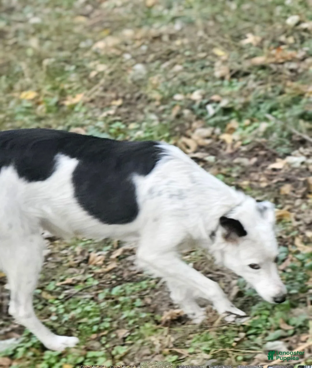 Border Collie dogs for sale: Suzy - Ad 22