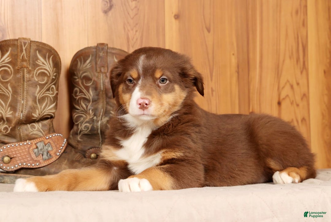 Australian Shepherd dogs for sale: Bella - Ad 5